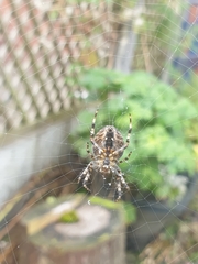 Araneus diadematus