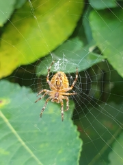Araneus diadematus