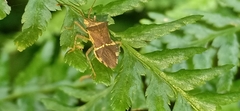 Cletomorpha