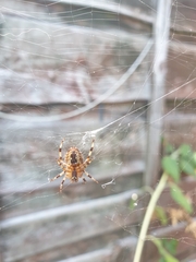 Araneus diadematus