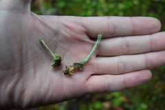 Cladonia verruculosa