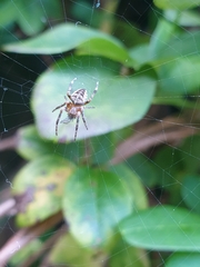 Araneus diadematus