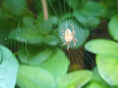 Araneus diadematus