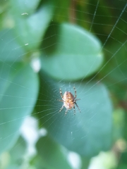 Araneus diadematus
