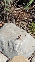 Crocothemis erythraea