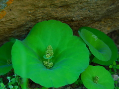 Crassula umbella