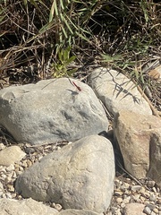 Crocothemis erythraea