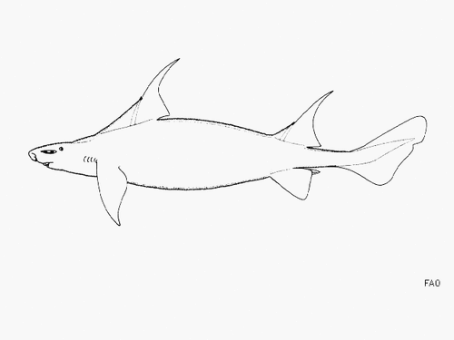 Representative image of Oxynotus paradoxus