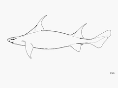 Sailfin Roughshark photo 2