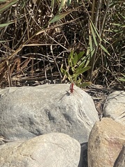 Crocothemis erythraea