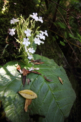 Streptocarpus pusillus