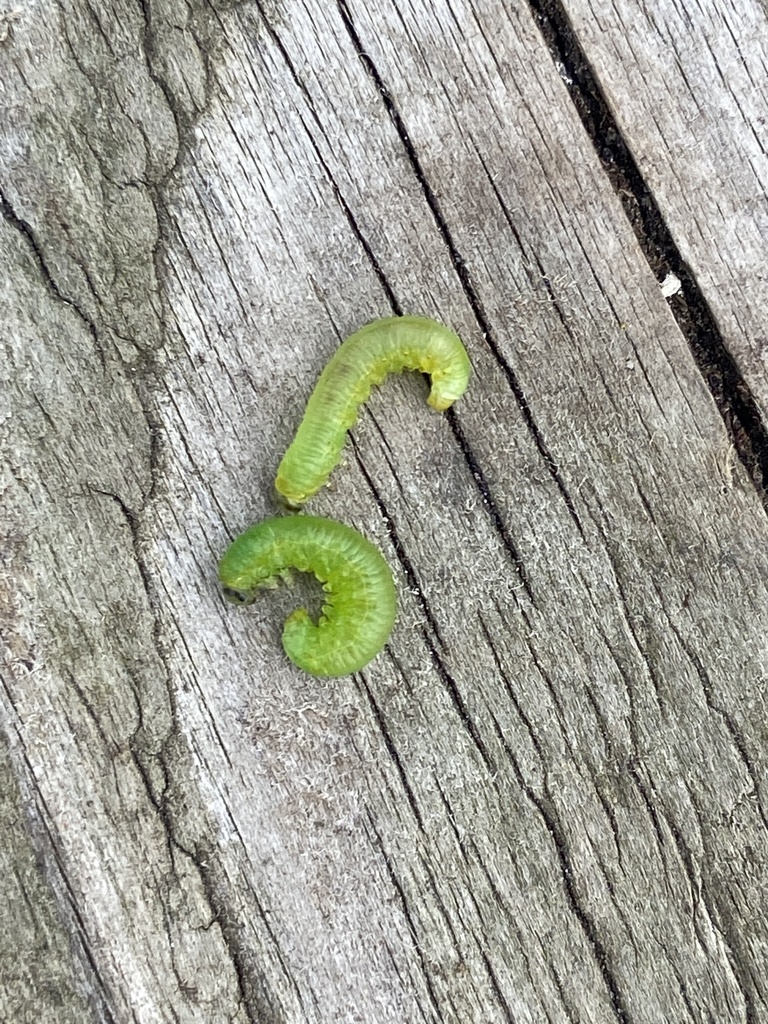 Small Gooseberry Sawyer