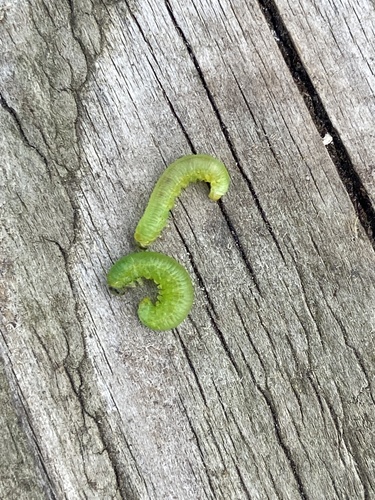 Small Gooseberry Sawyer