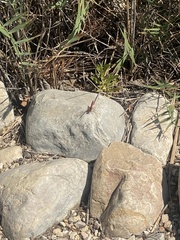 Crocothemis erythraea