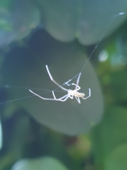 Tetragnatha
