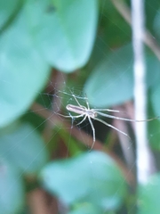 Tetragnatha