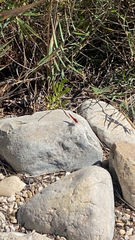 Crocothemis erythraea