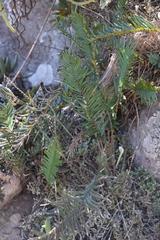 Pellaea pectiniformis