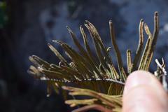 Pellaea pectiniformis