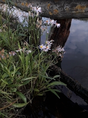Tripolium pannonicum