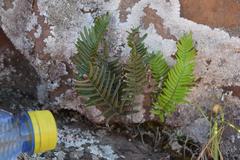 Pellaea pectiniformis