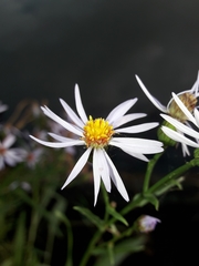 Tripolium pannonicum