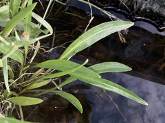 Tripolium pannonicum