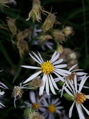 Tripolium pannonicum