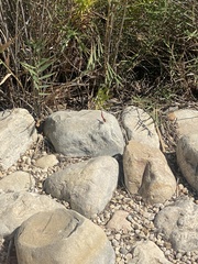 Crocothemis erythraea