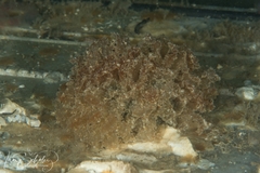 Polybranchia pallens