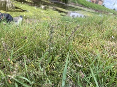 Bupleurum tenuissimum