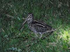 Gallinago undulata