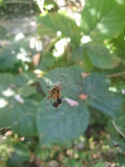 Araneus diadematus
