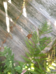 Araneus diadematus