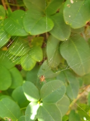 Araneus diadematus