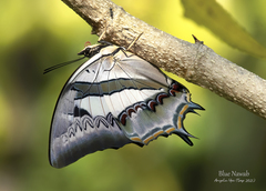 Polyura schreiber