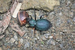 Carabus scabrosus