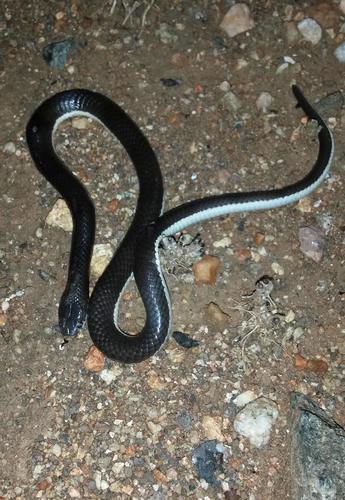 Highveld Garter Snake