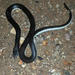 Long-tailed Garter Snake - Photo (c) Ryan van Huyssteen, some rights reserved (CC BY-SA), uploaded by Ryan van Huyssteen