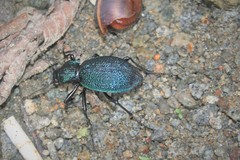 Carabus scabrosus