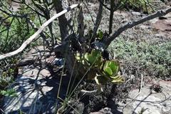 Cotyledon orbiculata oblonga
