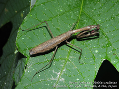 Statilia maculata
