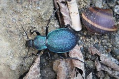 Carabus scabrosus