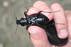 Carabus scabrosus