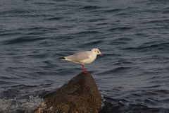 Chroicocephalus ridibundus