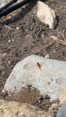 Sympetrum fonscolombii