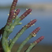 Pacific Glasswort - Photo (c) Jerry Kirkhart, some rights reserved (CC BY)