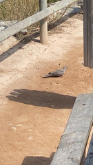 Streptopelia decaocto