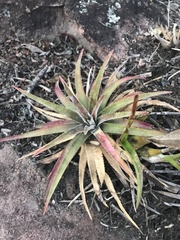 Dyckia
