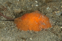 Discodoris paroa